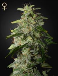 Money Maker (Strain Hunters Seed Bank)