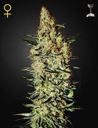 Neville's Haze (Feminised)