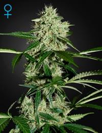 Northern Lights Auto (Feminised)