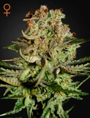 Super Bud (Feminised)