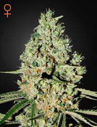 Super Critical (Feminised)