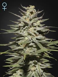 Super Lemon Haze CBD (Feminised)