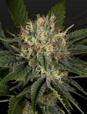 super-lemon-haze-x-banana-punch-image