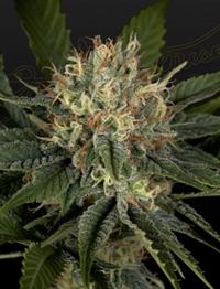 Super Lemon Haze x Banana Punch