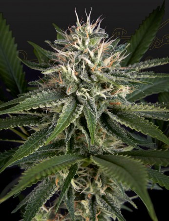 super-lemon-haze-x-clementine-image