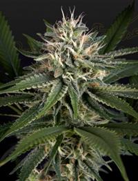 Super Lemon Haze x Clementine