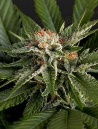 Super Lemon Haze x Gelato