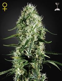 Super Silver Haze (Feminised)