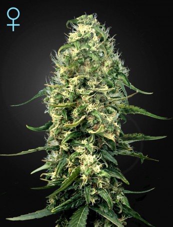 super-silver-haze-cbd-feminised-image