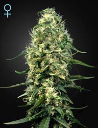 Super Silver Haze CBD (Feminised)