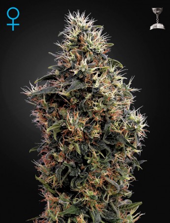 sweet-mango-auto-feminised-image