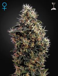 Sweet Mango Auto (Feminised)