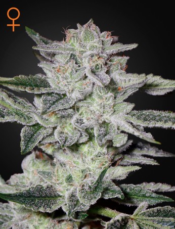 sweet-valley-kush-image