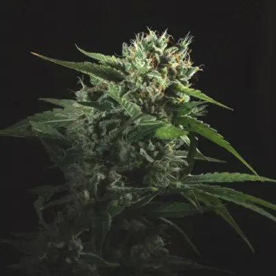Critical