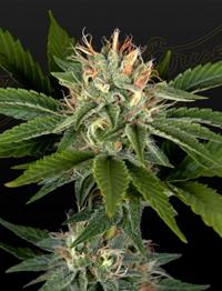 Sweet Valley Kush x California Black Rozé