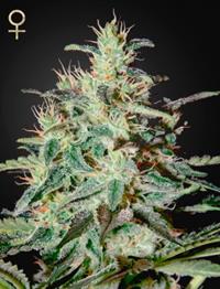 White Lemon (Strain Hunters Seed Bank)