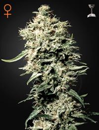 White Rhino (Feminised)