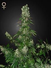White Strawberry Skunk (Strain Hunters Seed Bank)