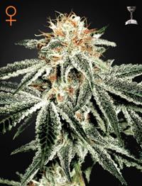 White Widow (Feminised)