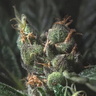 Sour Diesel