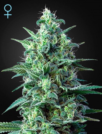 White Widow Auto CBD (Feminised)