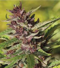 Blood Orange Amethyst