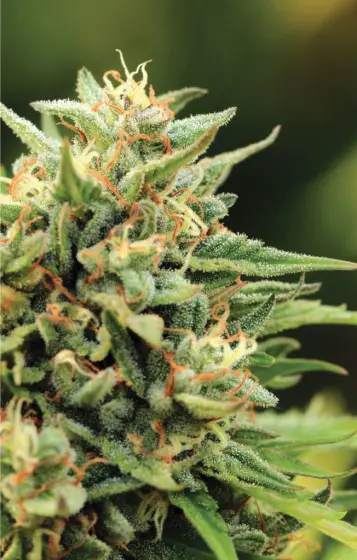 California Sour Diesel