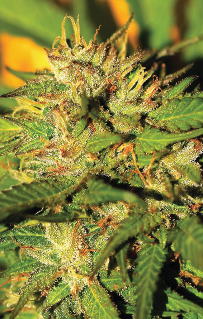 humboldt-headband-image
