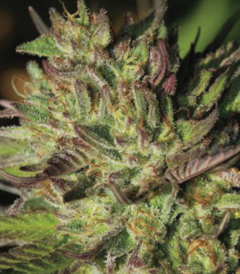 slightly-stoopid-collie-man-kush-image