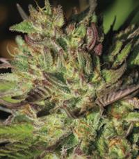 Slightly Stoopid Collie Man Kush