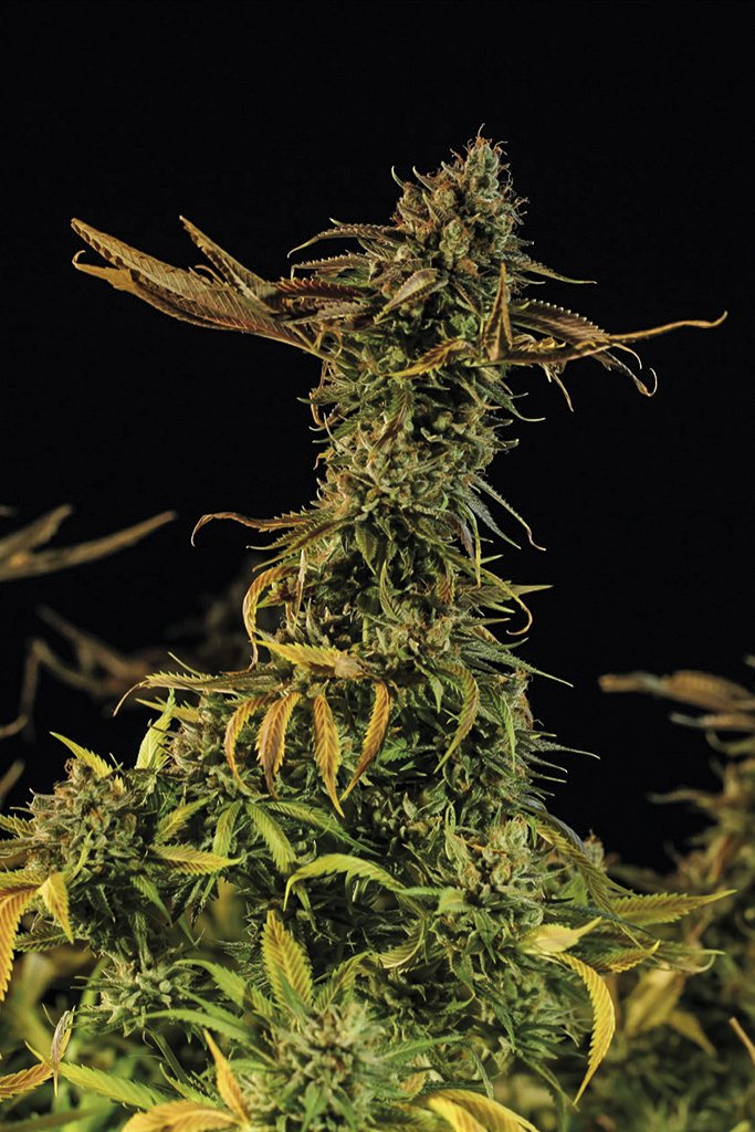 blueberry-headband-image
