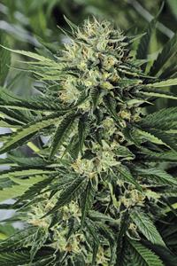 Dr Greenthumb's Em-Dog By B-Real