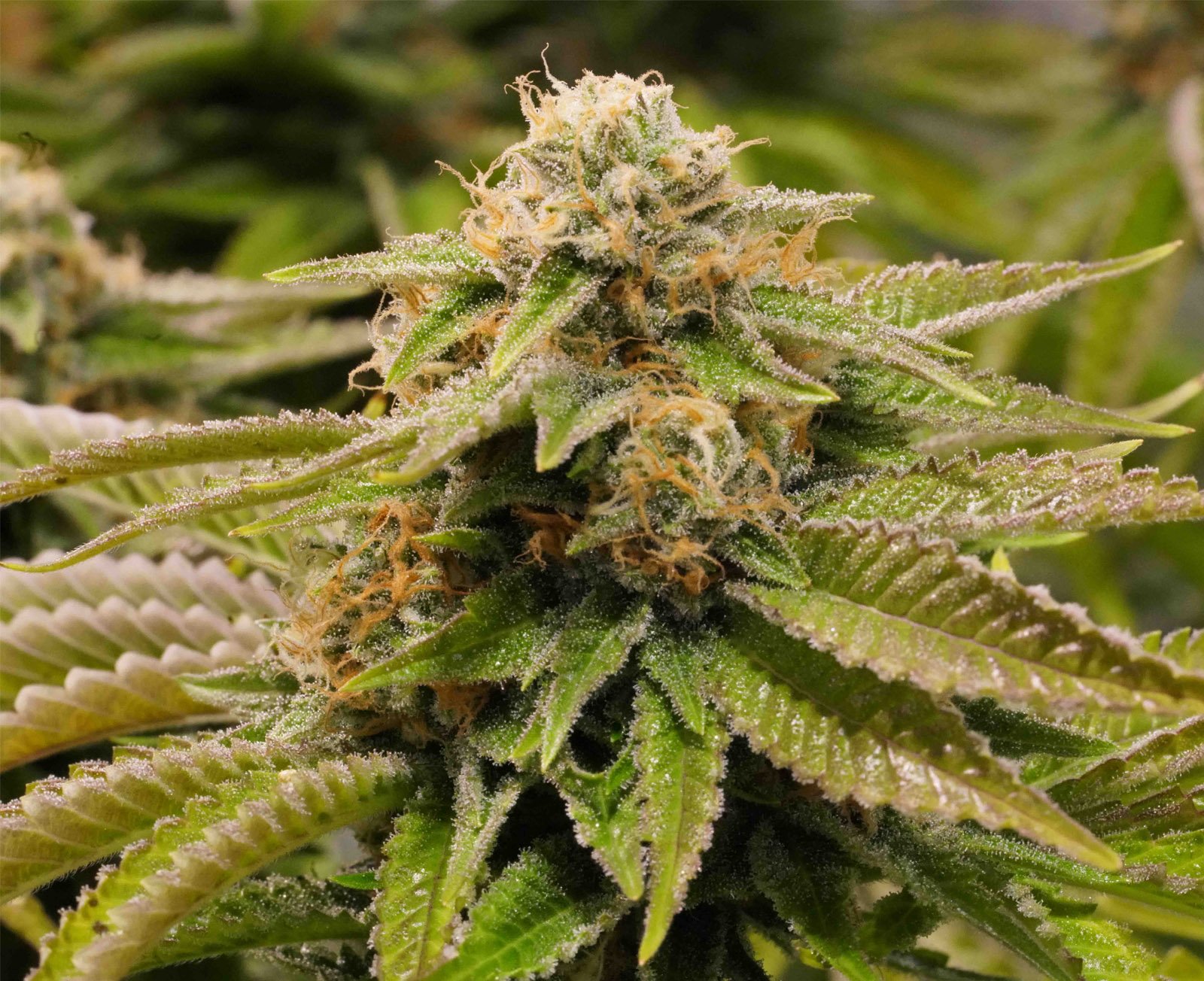 gorilla-breath-image