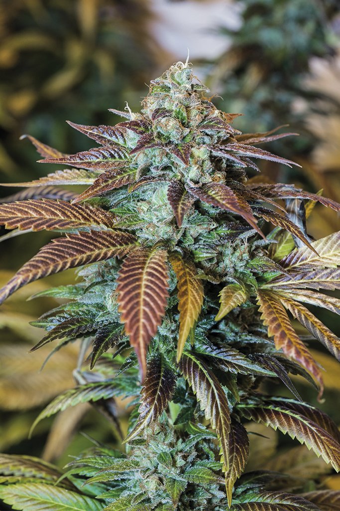 lemon-kush-headband-image