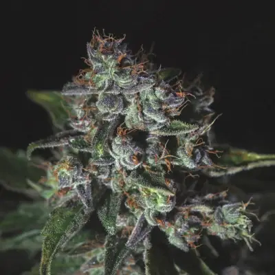 Purple Haze Auto