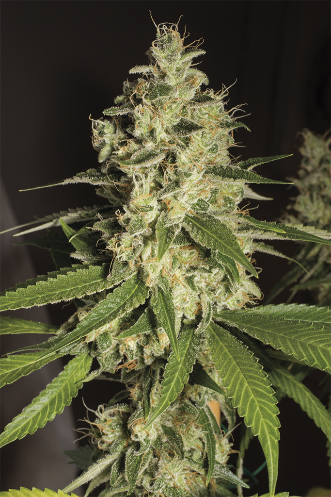 raspberry-diesel-image