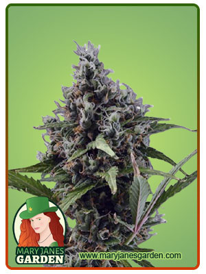 aloha-autoflower-image