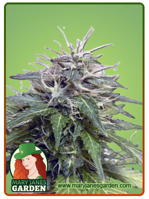 blue-orca-autoflower-image