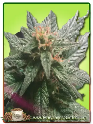 Blueberry Diesel Autoflower