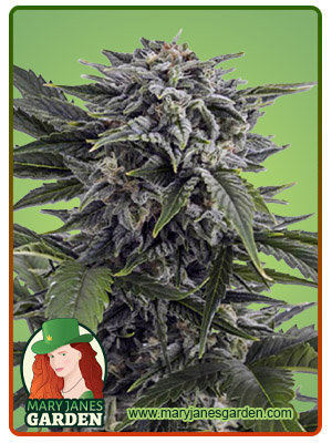 bubba-white-autoflower-image