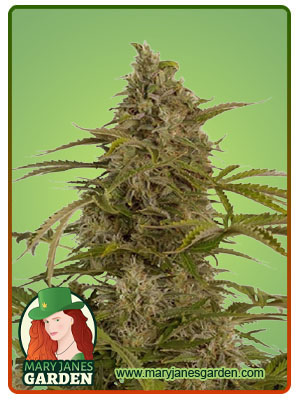 cbd-fruit-cheese-(1-2)-autoflower-image
