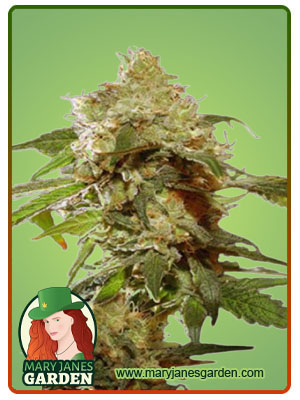 CBDV Afghani Autoflower