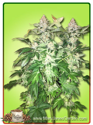 diamond-kush-autoflowering-image