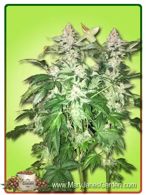 Diamond Kush Autoflowering