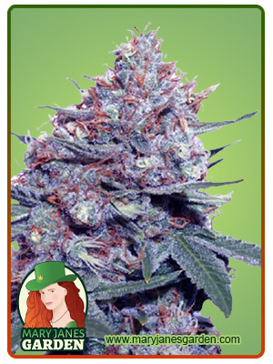 Dwarf King Autoflower