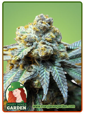 Elephant Autoflower