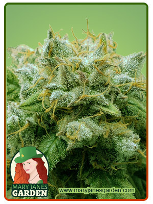 Frosted Zin Autoflower