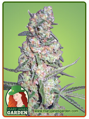 galaxy-autoflower-image