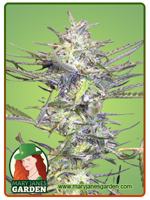 grape-drink-autoflower-image