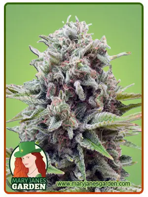 Gravity Autoflower